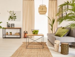 plante de apartament